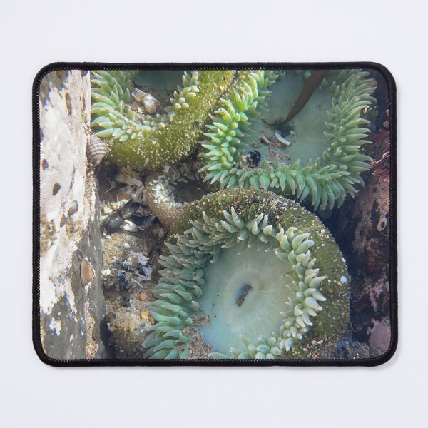 Item preview, Anemones designed and sold by PirateGirl28.