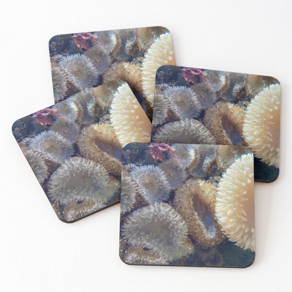 Item preview, Anemones II  designed and sold by PirateGirl28.