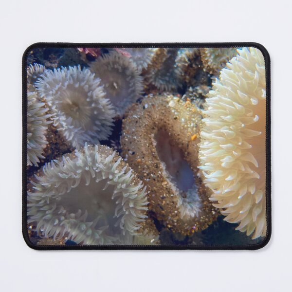 Item preview, Anemones II designed and sold by PirateGirl28.