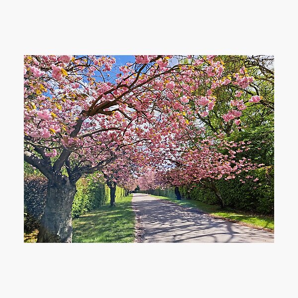 Item preview, Blossoming cherry trees designed and sold by Trine.