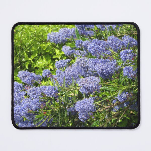 Item preview, Ceanothus  designed and sold by lezvee.