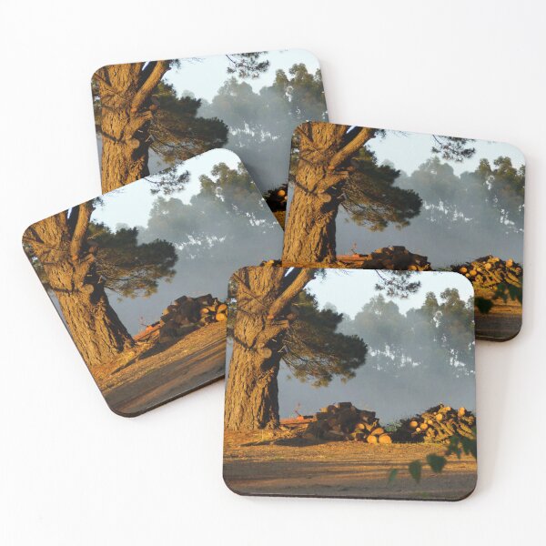 Item preview, Golden Morning Light on Pine Tree – Magpie Springs Landscape by Avril Thomas designed and sold by MagpieSprings.