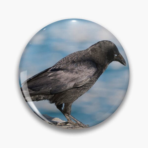 Item preview, Carrion Crow Corvus corone Against Harbour Waters designed and sold by Dorset Girl.