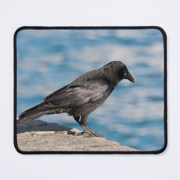 Item preview, Carrion Crow Corvus corone Against Harbour Waters designed and sold by Dorset Girl.