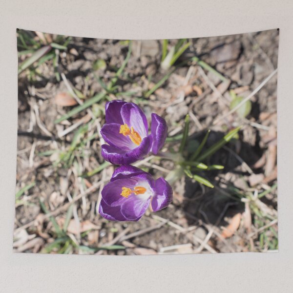 Item preview, Purple Crocus Pair Blooming Together designed and sold by Georgia Mizuleva.