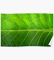 Green Leaf Poster