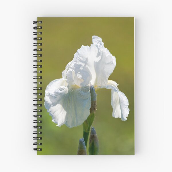 Item preview, White Flag Iris lbicans designed and sold by Dorset Girl.