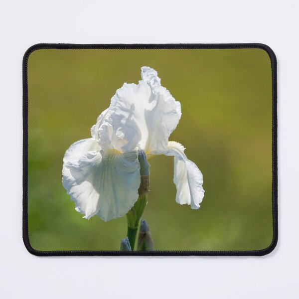 Item preview, White Flag Iris lbicans designed and sold by Dorset Girl.