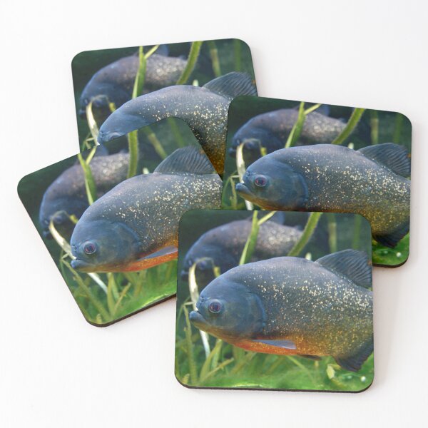 Item preview, Red Bellied Piranha Fish Photograph designed and sold by HotHibiscus.