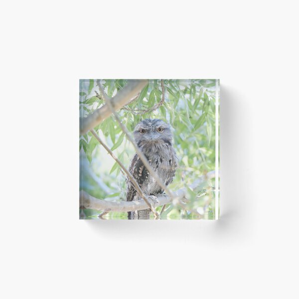 Item preview, Wide Eyed Tawny Frogmouth designed and sold by imaginethis.