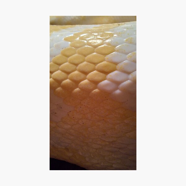Item preview, snake scales designed and sold by baricevic.
