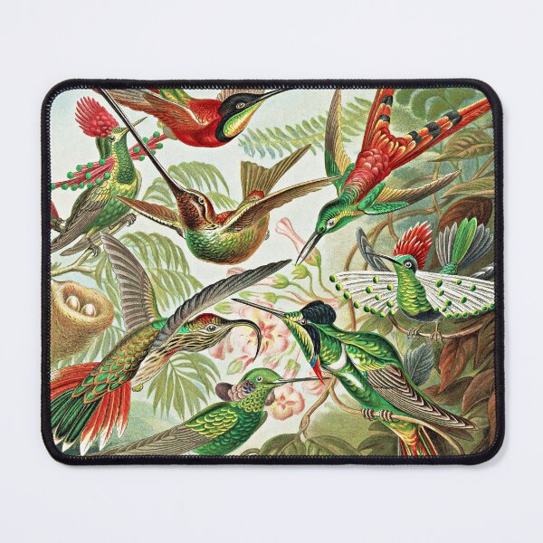 Item preview, Ernst Haeckel, Colibris, Vintage Trochilidae Art designed and sold by Artistic Gift Print.