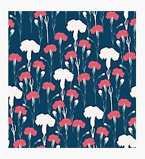 pink carnation Photographic Print