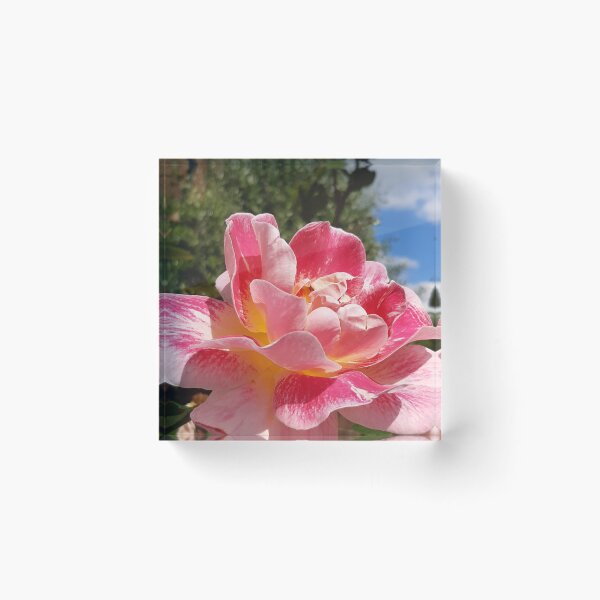 Item preview, Rose Praises the Sun designed and sold by Morpheus' Garden of Dreams - by DukeRedWulf.