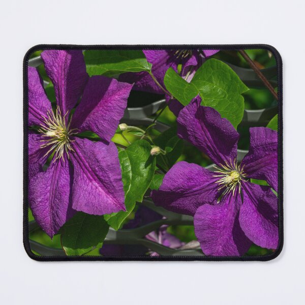 Item preview, Two purple clematis flowers in the green designed and sold by Eckart Mayer Photography.