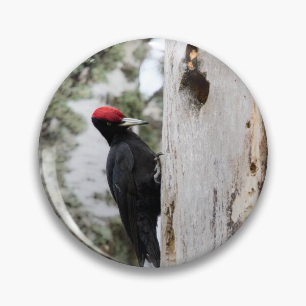 Item preview, The black drummer. Black woodpecker designed and sold by Jouko Lehto Photography.