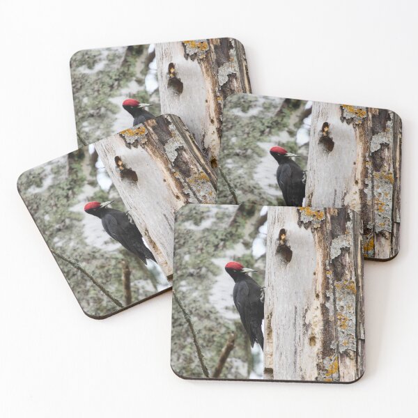 Item preview, The black drummer. Black woodpecker designed and sold by Jouko Lehto Photography.