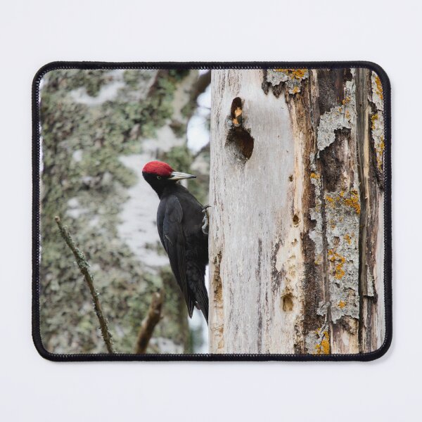 Item preview, The black drummer. Black woodpecker designed and sold by Jouko Lehto Photography.