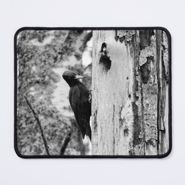 Item preview, The black drummer. Black woodpecker bw designed and sold by Jouko Lehto Photography.