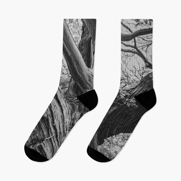 Item preview, Ancient Junipers of Cape Osezaki, Japan designed and sold by Pix4Japan.