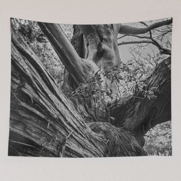 Item preview, Ancient Junipers of Cape Osezaki, Japan designed and sold by Pix4Japan.