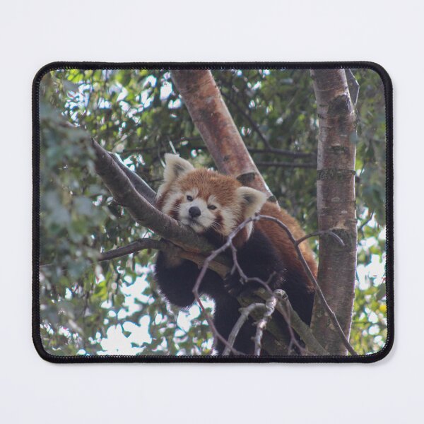 Item preview, Resting Red Panda designed and sold by Kuwei.