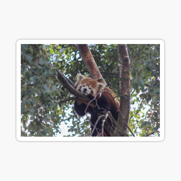 Item preview, Resting Red Panda designed and sold by Kuwei.