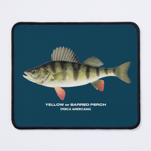 Item preview, yellow perch fish designed and sold by tony4urban.