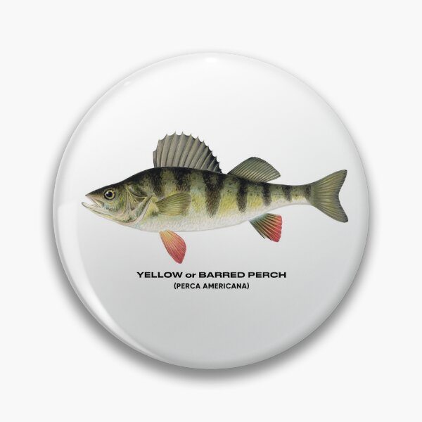 Item preview, yellow perch fish designed and sold by tony4urban.