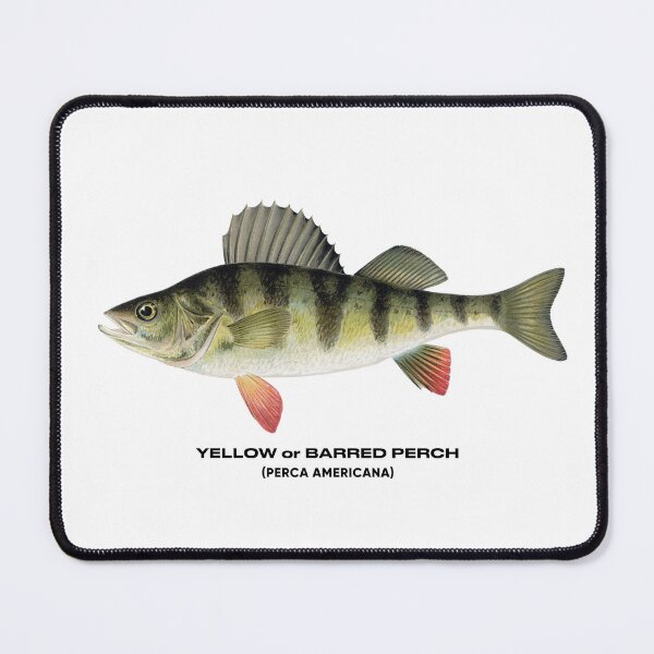 Item preview, yellow perch fish designed and sold by tony4urban.