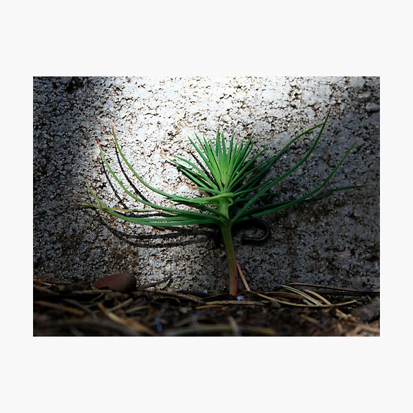 the piñon and the centipede Photographic Print