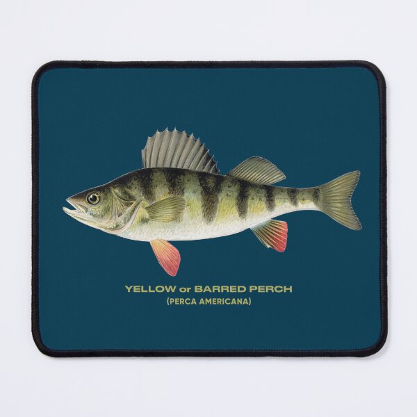 Item preview, yellow perch fish designed and sold by tony4urban.