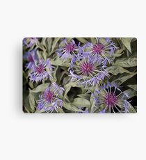 Garden-Centaurea Canvas Print