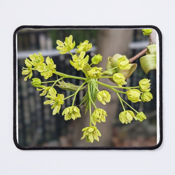 Item preview, Spring maple designed and sold by Sweetwater27.