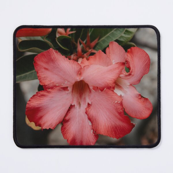 Item preview, Desert Rose Flower designed and sold by LindsayVTravels.