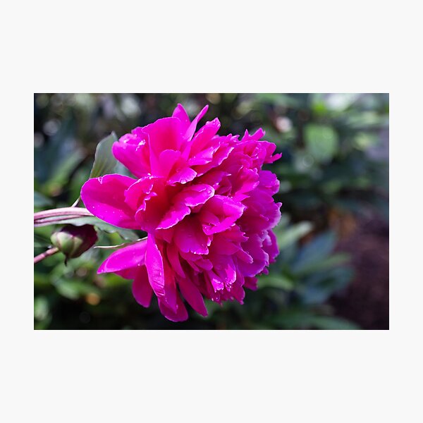 Item preview, Fuchsia Peony In Nature designed and sold by daphsam.