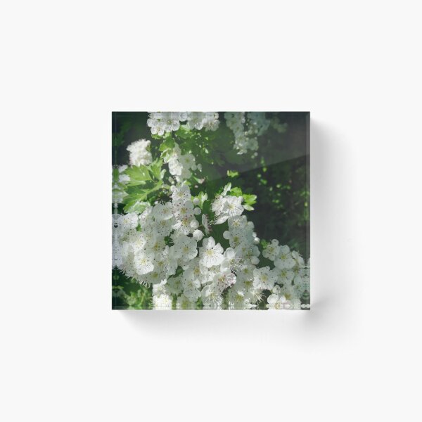 Item preview, White hawthorn blossom flowers designed and sold by esvb.