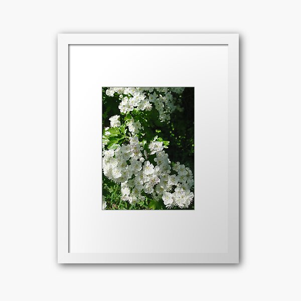 Item preview, White hawthorn blossom flowers designed and sold by esvb.