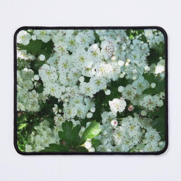Item preview, White May Hawthorn blossom flowers designed and sold by esvb.