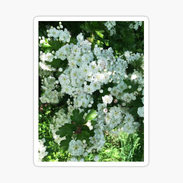 Item preview, White May Hawthorn blossom flowers designed and sold by esvb.