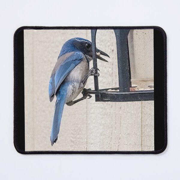 Item preview, Scrub Jay Grabbing a Morsel From the Feeder designed and sold by CarolM.