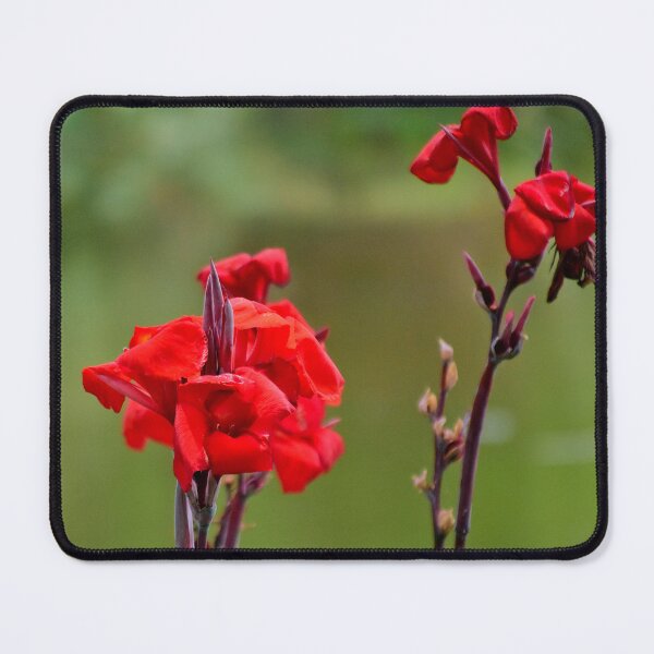 Item preview, Red Canna Blooms designed and sold by MercerImages.