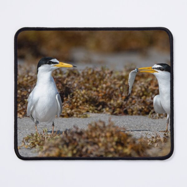 Item preview, Least Tern Courtship designed and sold by SeeThemClearly.