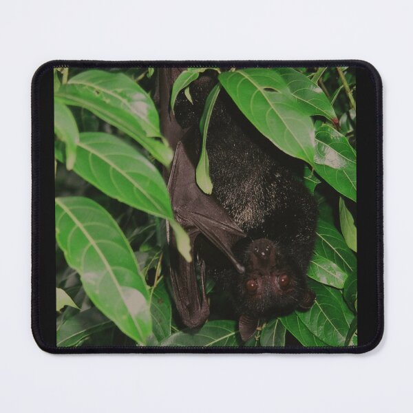 Item preview, Fruit Bat designed and sold by Kymbo.