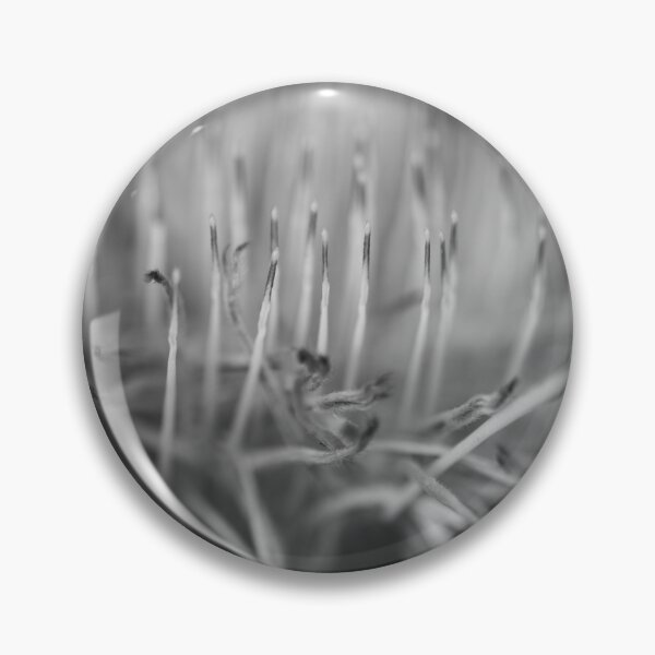 Item preview, Blue Sugarbush - Protea Nerifolia designed and sold by imaginethis.