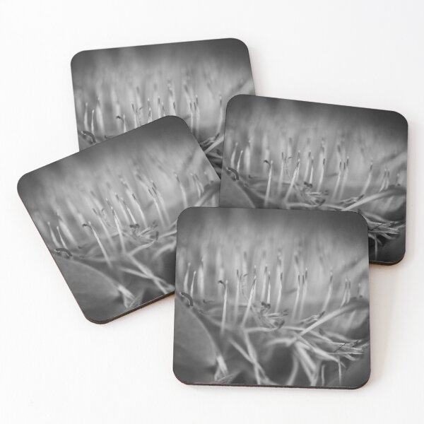 Item preview, Blue Sugarbush - Protea Nerifolia designed and sold by imaginethis.