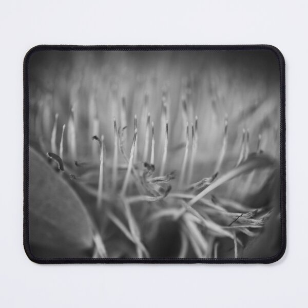 Item preview, Blue Sugarbush - Protea Nerifolia designed and sold by imaginethis.