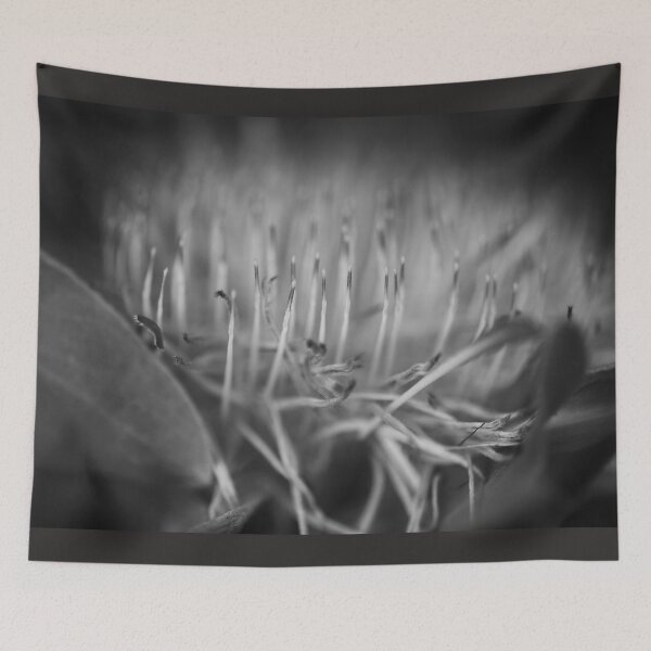 Item preview, Blue Sugarbush - Protea Nerifolia designed and sold by imaginethis.