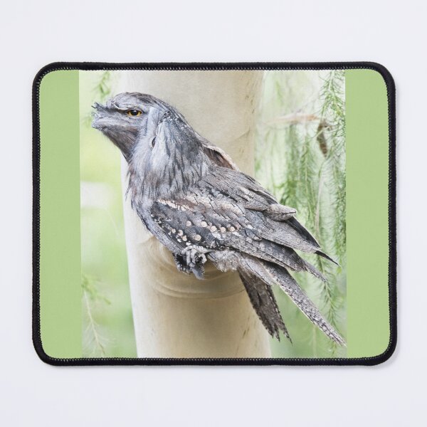Item preview, Tawny Frogmouths designed and sold by imaginethis.