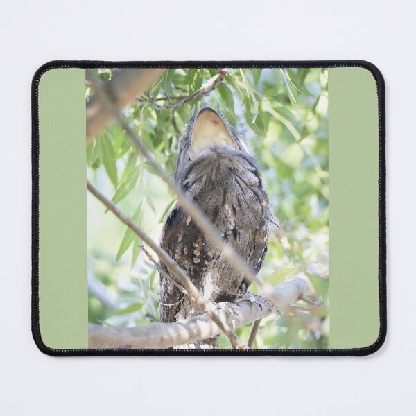 Item preview, Tawny Frogmouth - having a big yawn designed and sold by imaginethis.